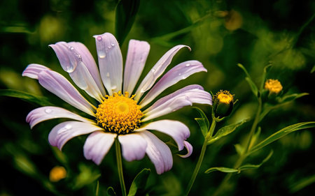 Daisy flower with drops of water on the petals in the gardenの素材