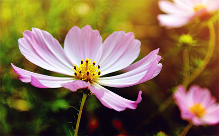 Cosmos flowers on a background of green grass. Close-upの素材