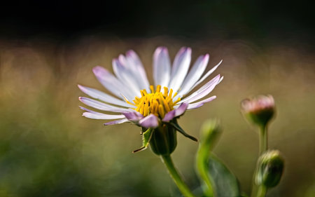 White daisy flower with shallow depth of field and bokehの素材