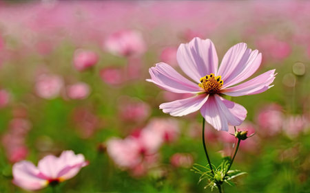 Cosmos flower blooming in the garden with soft focus and shallow depth of fieldの素材