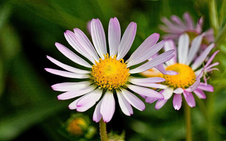 Purple daisies on a green background close-up.の素材