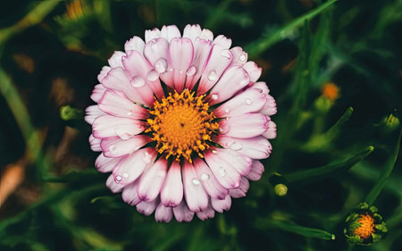 Pink daisy flower with water drops on petals and green leavesの素材