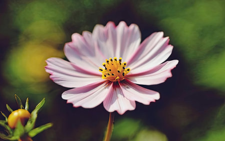 Cosmos flower in the garden,vintage color tone style.の素材