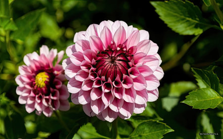 Pink dahlia flower with green leaves in the summer garden.の素材
