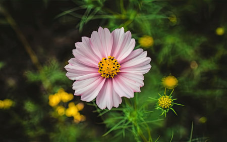 Cosmos flower in the garden. Beautiful cosmos flowers in the garden.の素材