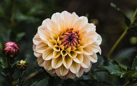 Beautiful dahlia flower in the garden. Close up.の素材