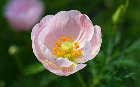 Beautiful pink poppy flower in the garden, close-up.の素材
