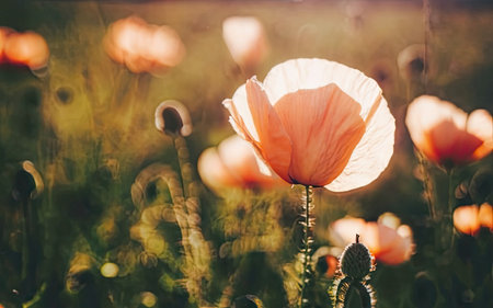 Beautiful poppy flowers on the meadow at sunset. Soft focusの素材