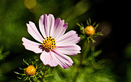 Cosmos flowers in the garden. Selective focus. nature.の素材