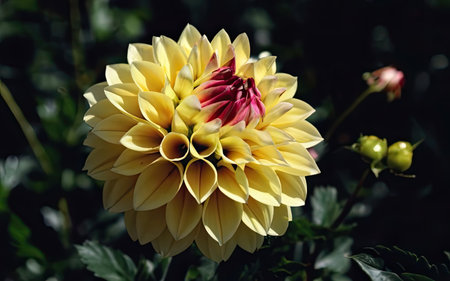 Yellow dahlia with red and pink petals in the gardenの素材