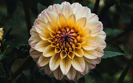 Beautiful dahlia flower in the garden. Nature background.の素材