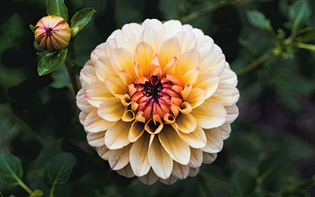 Dahlia is a genus of flowering plants in the aster family Asteraceae.の素材