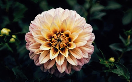 Beautiful dahlia flower in the garden. Close-up.の素材