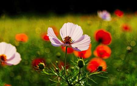 White cosmos flower in the meadow with green grass and red poppiesの素材