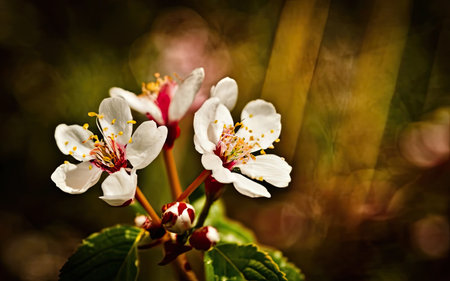 Flowering branch of cherry on a blurred background. Spring.の素材