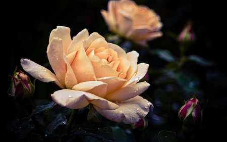 Beautiful roses in the garden. Shallow depth of field.の素材