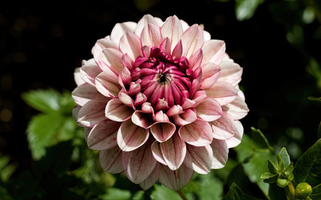 Pink dahlia flower on a dark background, close-upの素材