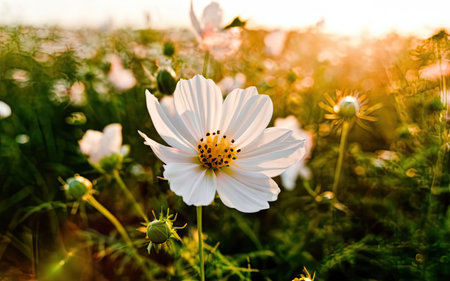 White cosmos flower blooming in the garden at sunset. Nature backgroundの素材