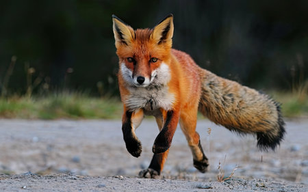 Red fox (Vulpes vulpes) running on the roadの素材