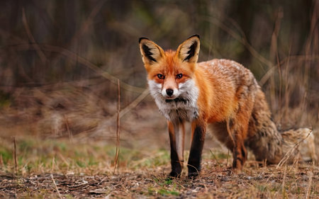 Red fox (Vulpes vulpes) in the forest.の素材