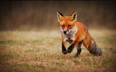 Red fox running in the forest. Beautiful wild animal in nature.の素材