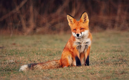 Red fox (Vulpes vulpes) sitting on the grassの素材