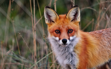 Close up of a red fox (Vulpes vulpes)の素材