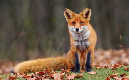 Red fox (Vulpes vulpes) in the autumn forestの素材