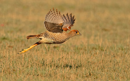 Red-necked bustard, Falco vittatus, single bird in flight, South Africaの素材