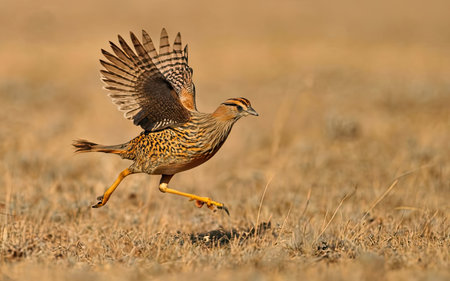 Northern Bittern (Buculus canorus) in flight.の素材