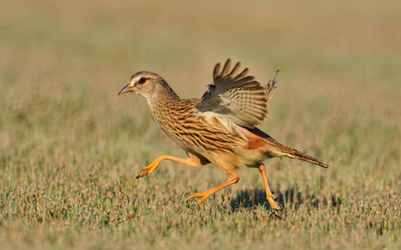 Rufous-necked rail (Rufous-necked rail)の素材