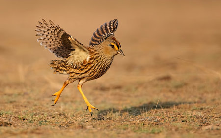 Juvenile Black-throated Bittern, Bittern nigra, single bird in flight, Warwickshireの素材