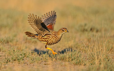 Red-necked Partridge, Bitterna rufescens, single bird in flight, Warwickshireの素材