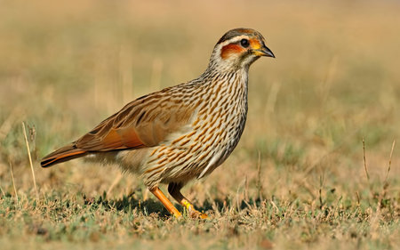 Northern Red-necked Partridge (Pheasant-tailed Partridge)の素材
