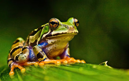 (Hyla arborea) sitting on a leafの素材