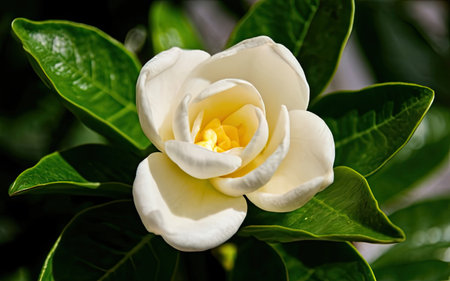 Camellia jasminoides,Gardenia jasminoidesの素材