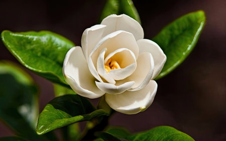 Beautiful white flower of magnolia on a dark background close upの素材