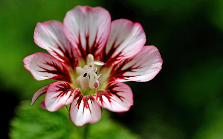 pink geranium flower closeup on green background with copy spaceの素材