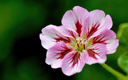 Pink geranium flower on a green background close-up macro photographyの素材