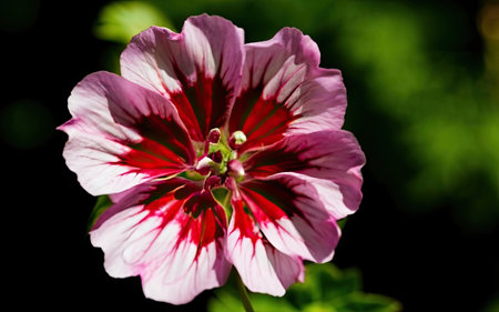 Close up of a red and white geranium flower with green backgroundの素材