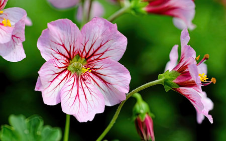 Flowering geranium in the garden. Close-up.の素材