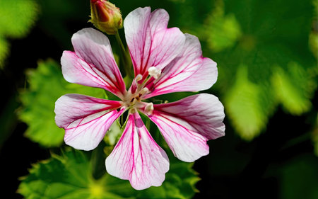 Pink and white geranium flowers on a green background in the gardenの素材