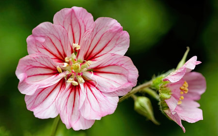 Close up of a pink geranium flower on a blurred green backgroundの素材