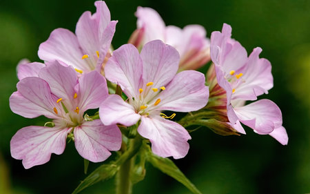 A closeup of a pink flower with green leaves in the background.の素材