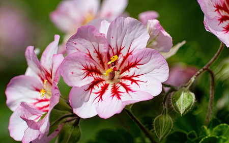 Close up of pink and white geranium flowers in the garden.の素材