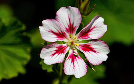 Close up of white and red geranium flower on green background.の素材