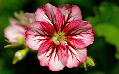 Close up of a red and white geranium flower with green backgroundの素材
