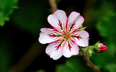 Close up of pink geranium flower in the garden, stock photoの素材
