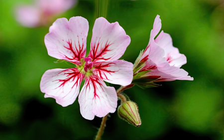 Geranium flowers in the garden, close-up, selective focusの素材
