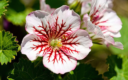 Close-up of pink and white geranium flower in the gardenの素材